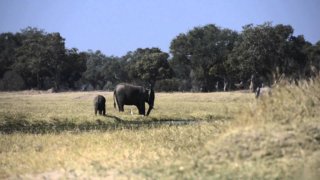 Mana Pools National Park