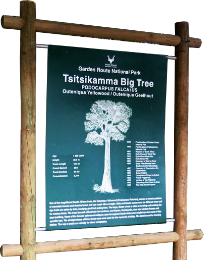 Tsitsikamma-big-tree