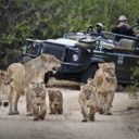 Londolozi