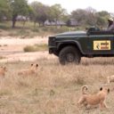 MalaMala Game Reserve
