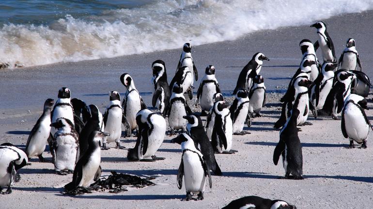 Boulders Penguins 2