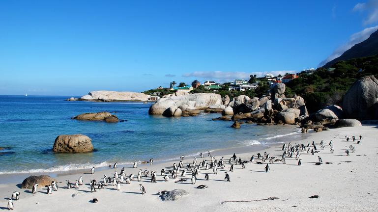 Boulders Penguins 3