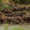 WILDLIFE AND WARRIORS