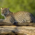 Ngorongoro