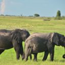 Ngoma Safari Lodge