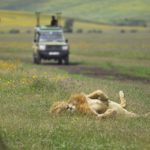 Ngorongoro