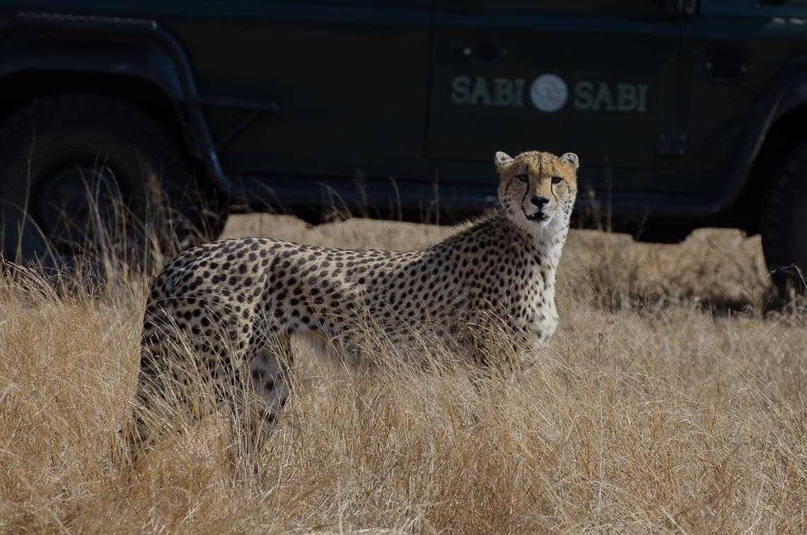 Sabi Sabi - safari