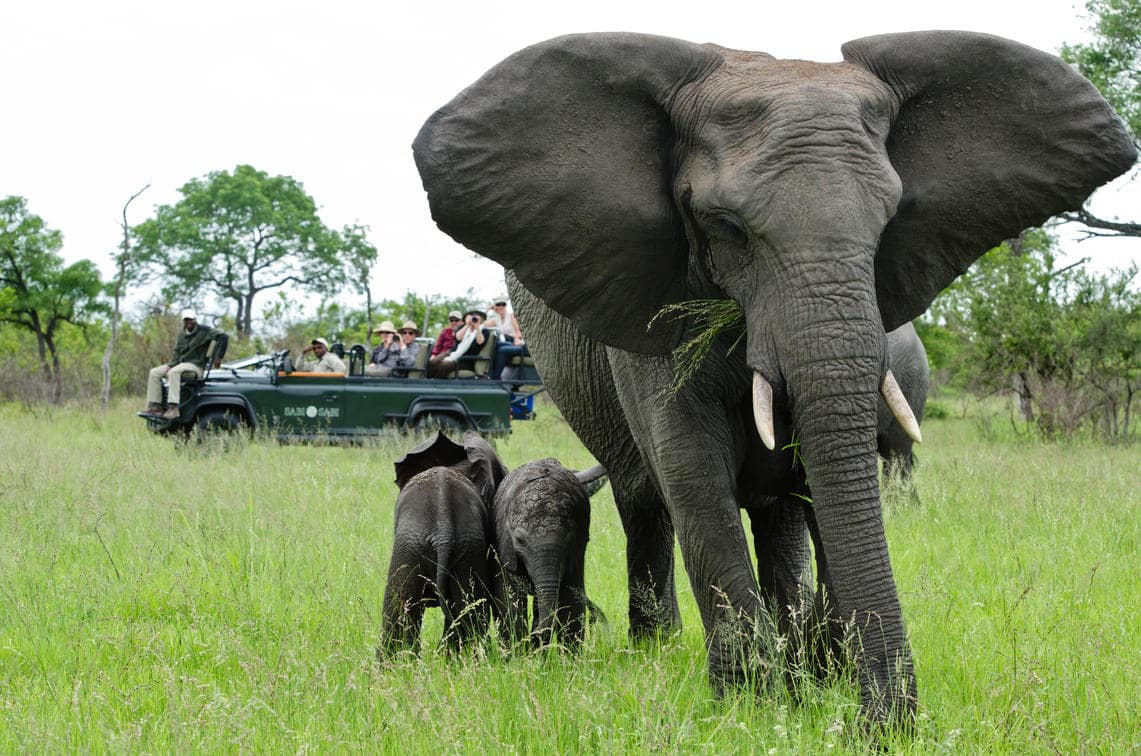 Sabi Sabi - safari
