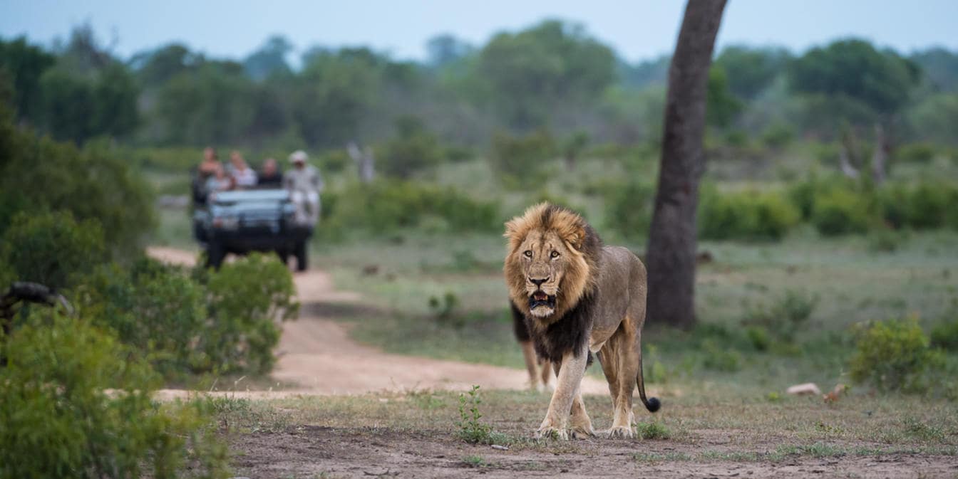 Sabi Sabi - safari