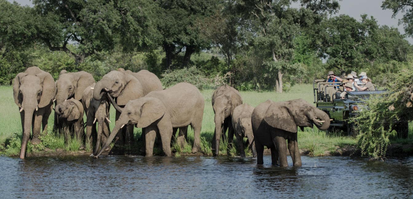 Sabi Sabi - safari