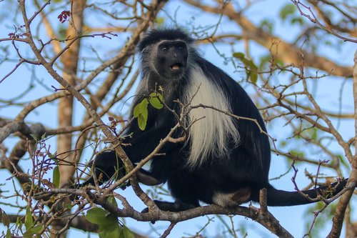 Colobus monkey Kilimanjaro