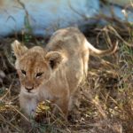 Lemala Mara