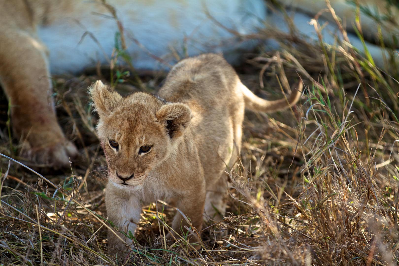Lemala Mara