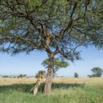 Serengeti National Park