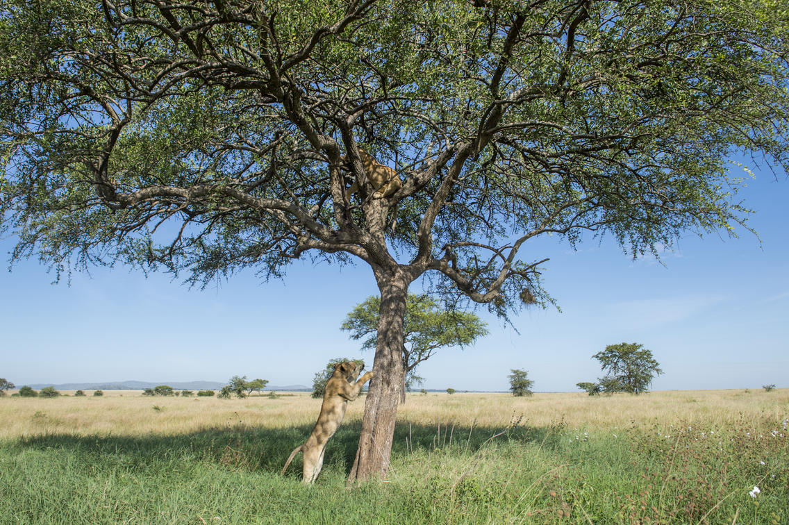 Serengeti National Park