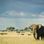 Serengeti National Park