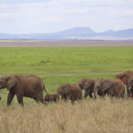 Tarangire National Park