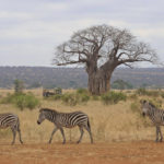Tarangire National Park