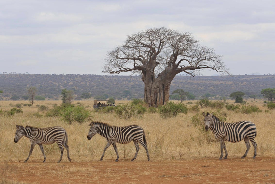 Tarangire National Park