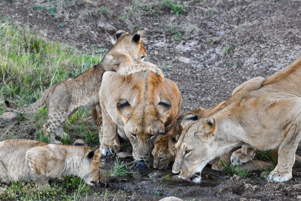Naboisho Camp by Asilia - Masai Mara