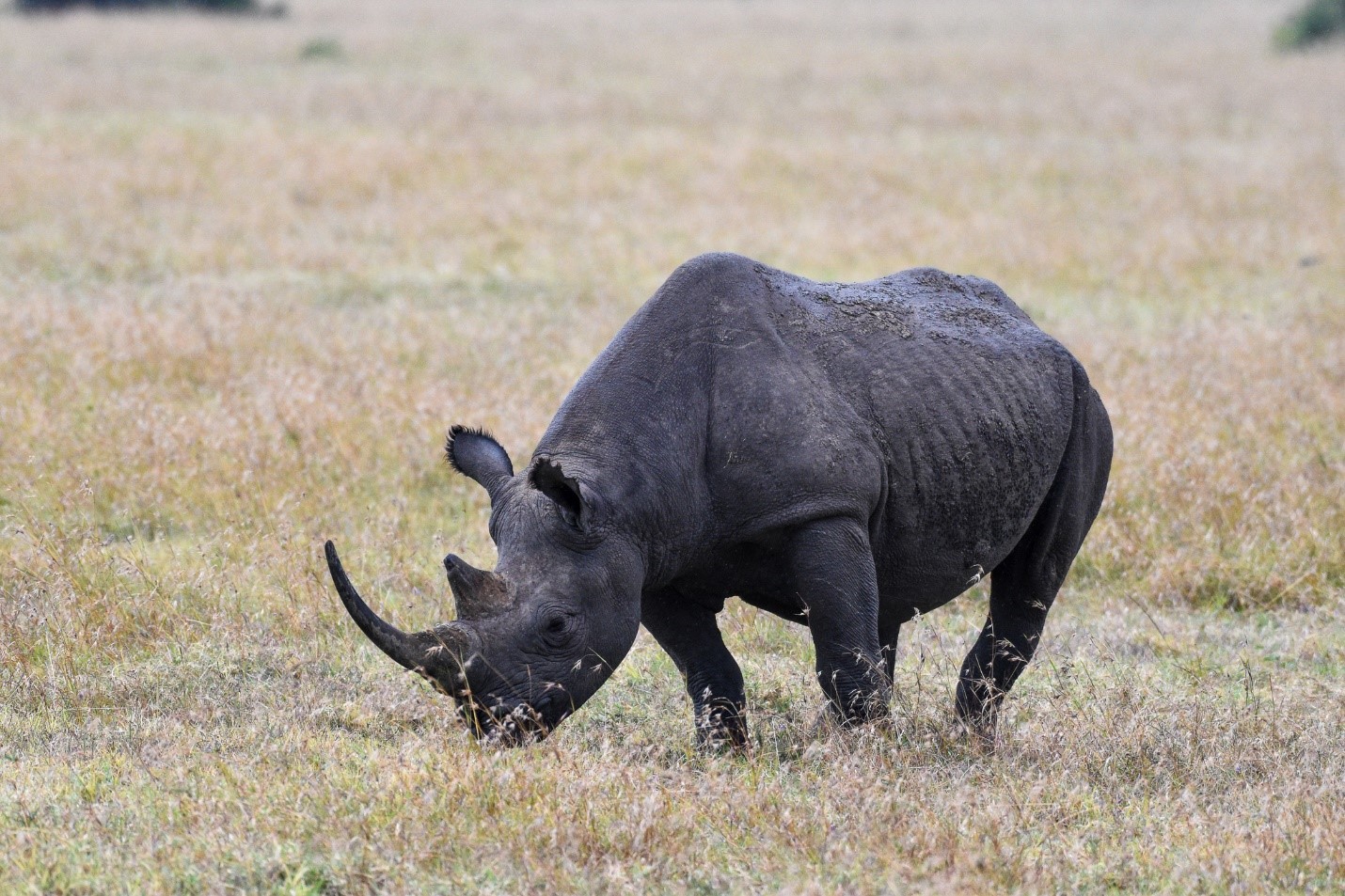 Ol Pejeta Conservancy