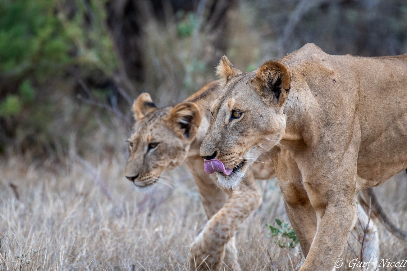 Elephant Bedroom Camp LIONS