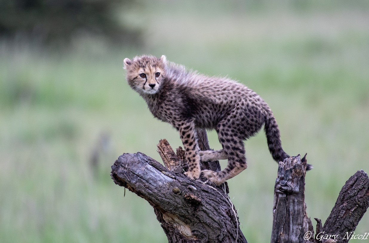 Maasai Mara National Reserve