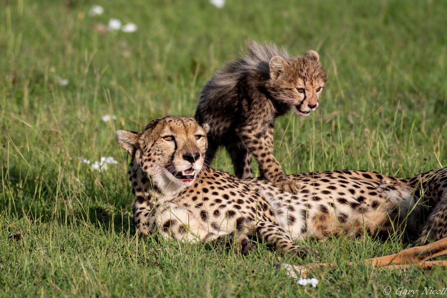 Zebra Plains Mara Camp CATS