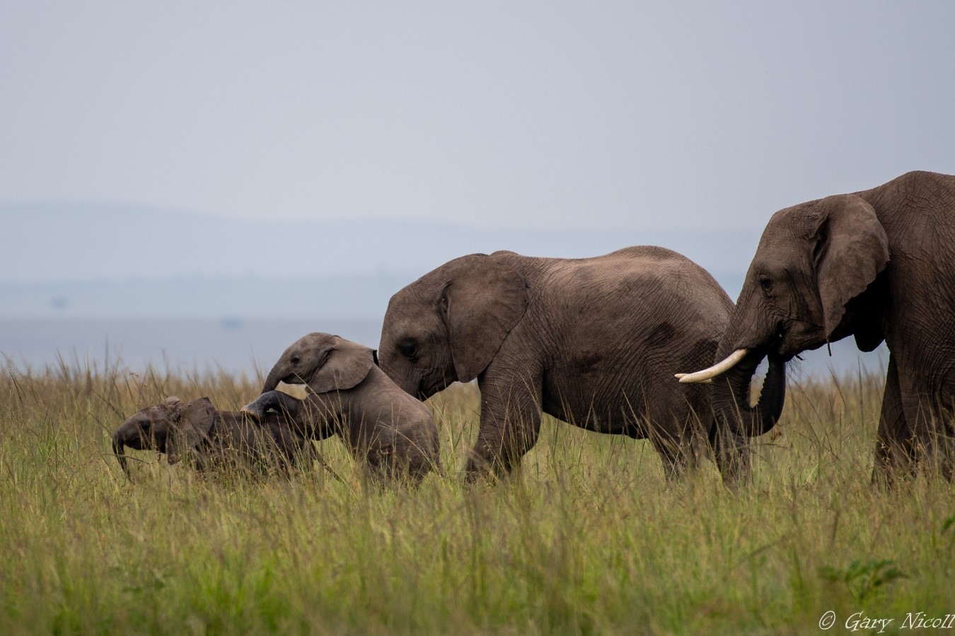 Zebra Plains Mara Camp ELEPHANTS