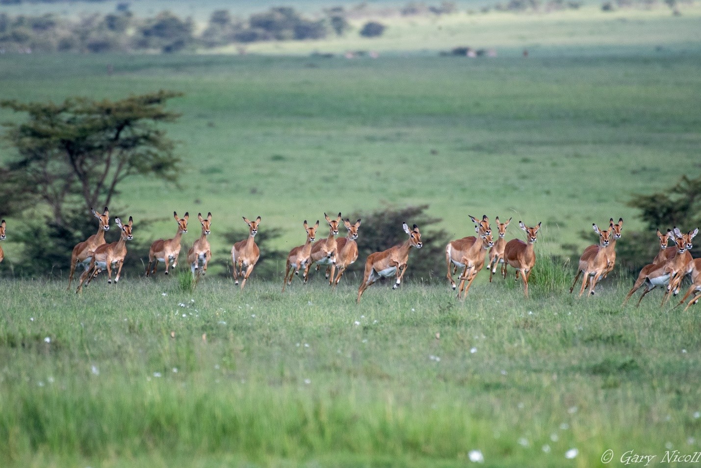 Zebra Plains Mara Camp IMPALAS