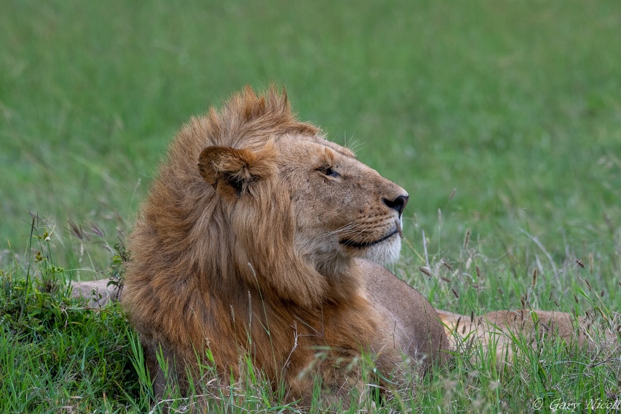 Zebra Plains Mara Camp LION