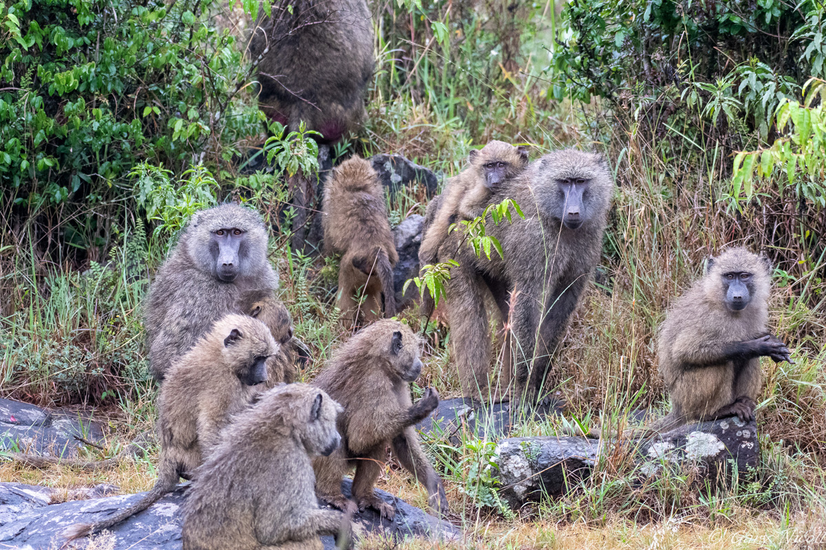 Kenya 2021 Adventures Africa