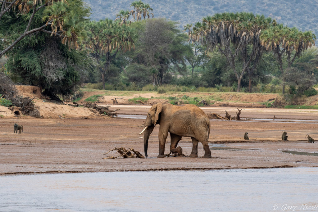 Samburu National Reserve
