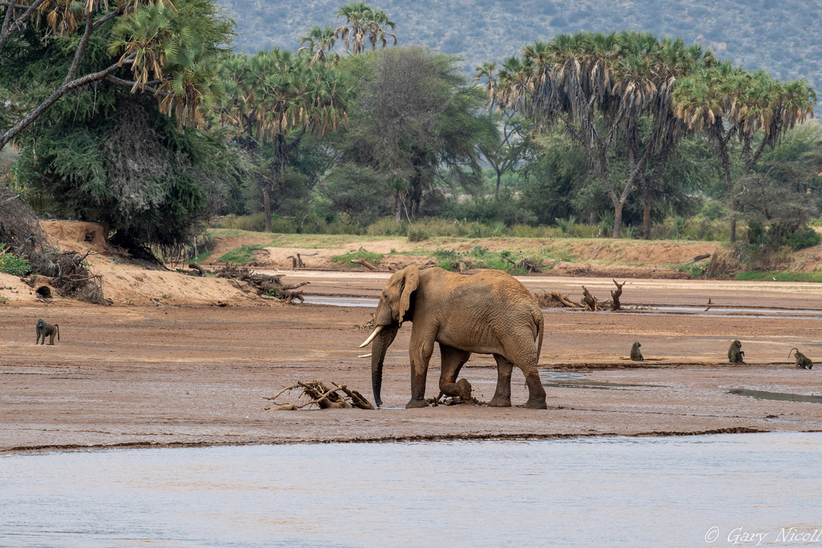 Samburu National Reserve