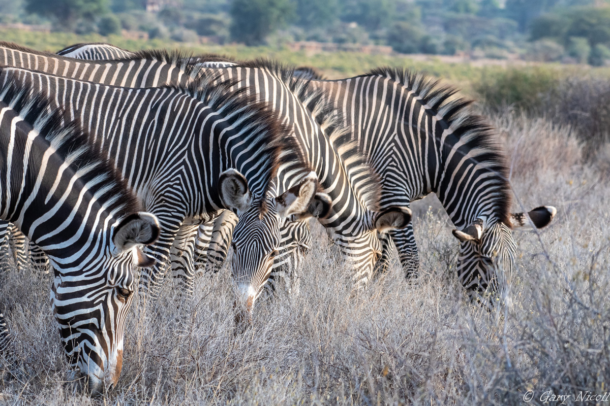 Kenya adventures africa 2021
