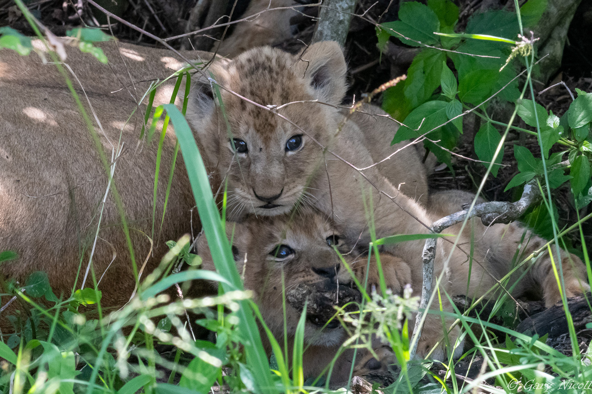 Kenya 2021 Adventures Africa