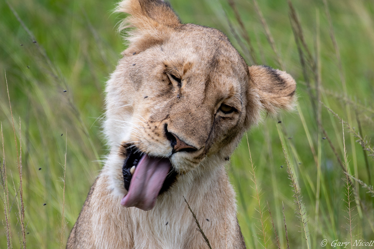Samburu National Reserve Adventures Africa