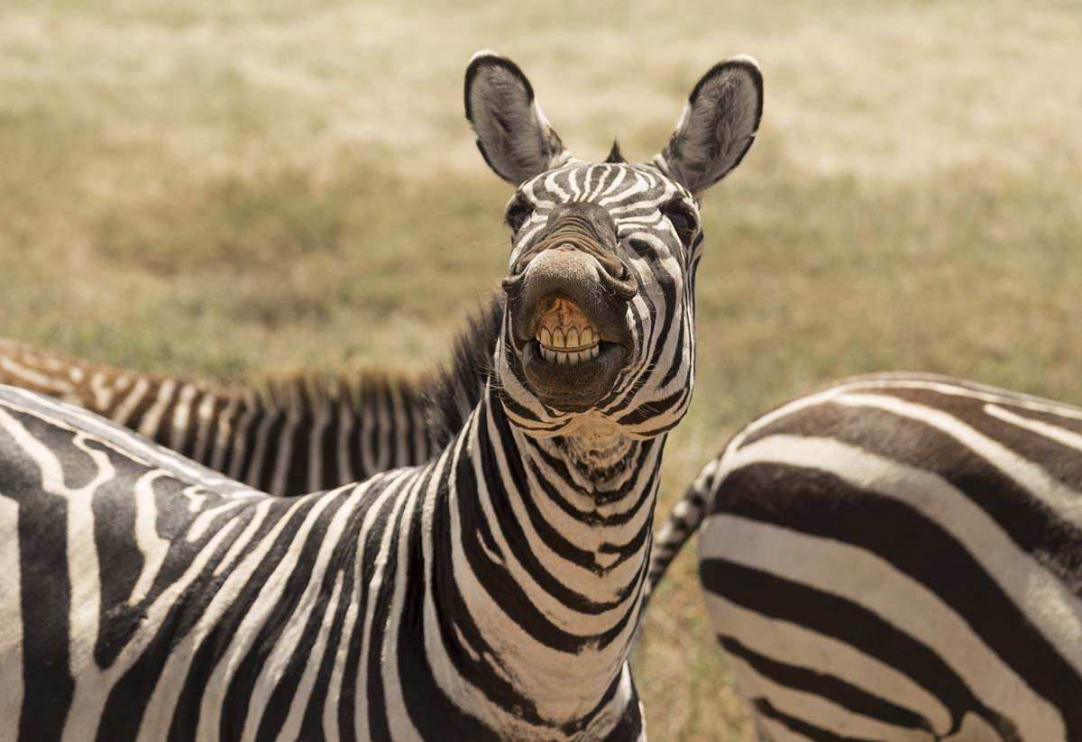 Tanzania-Northern-Circuit-with-Adventures-Africa