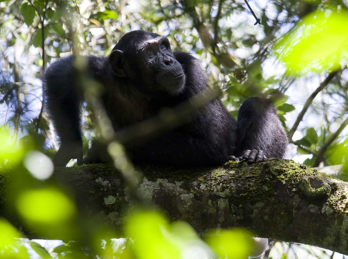 Uganda with Adventures Africa