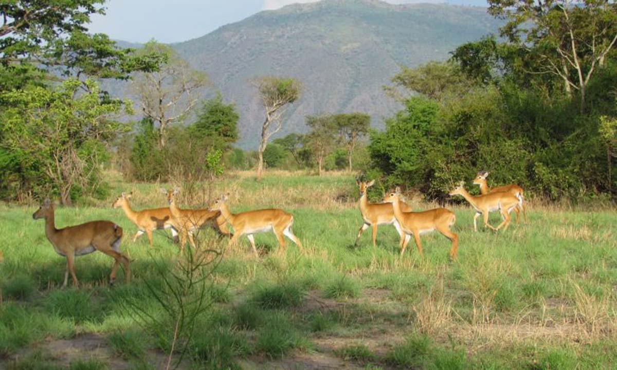 Uganda with Adventures Africa