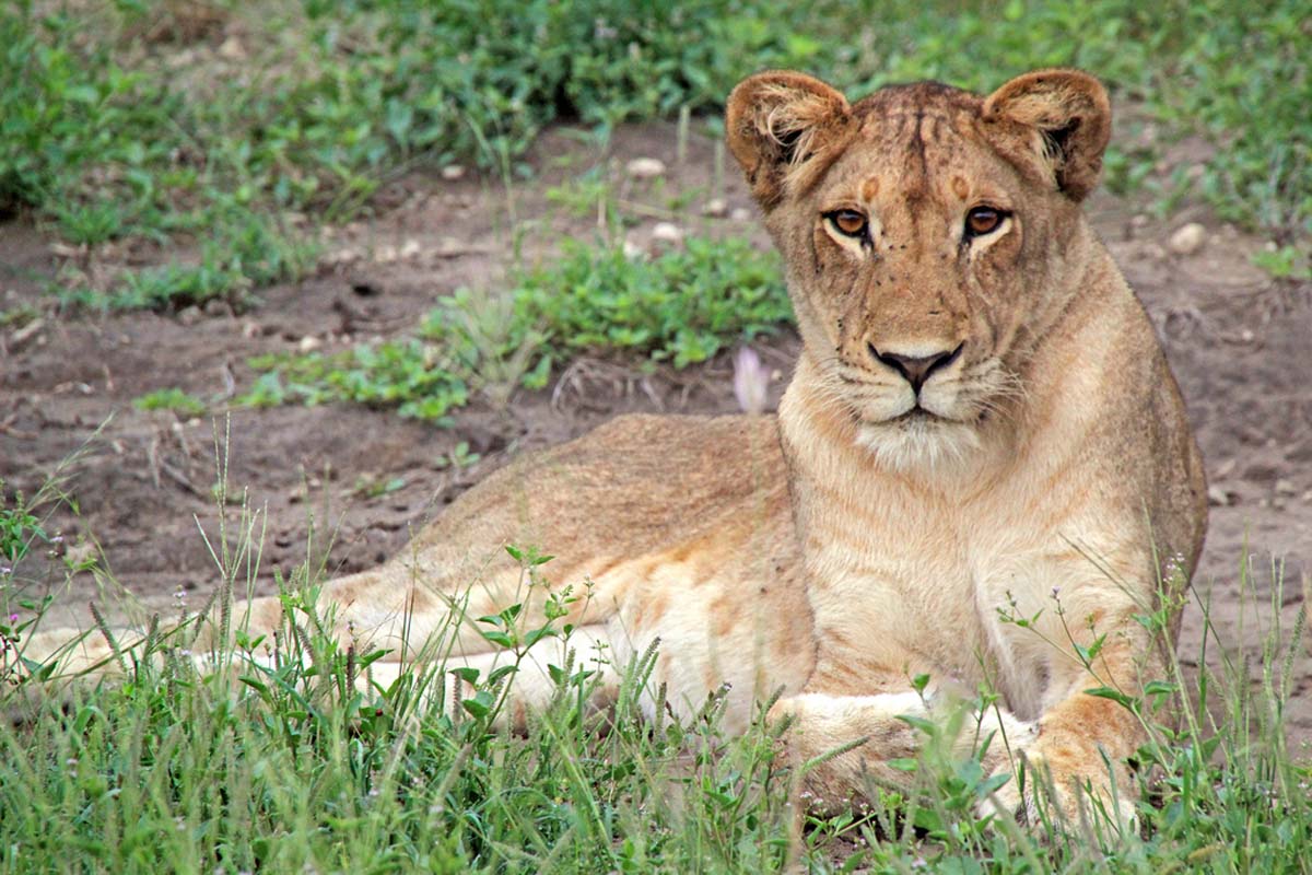 Uganda with Adventures Africa